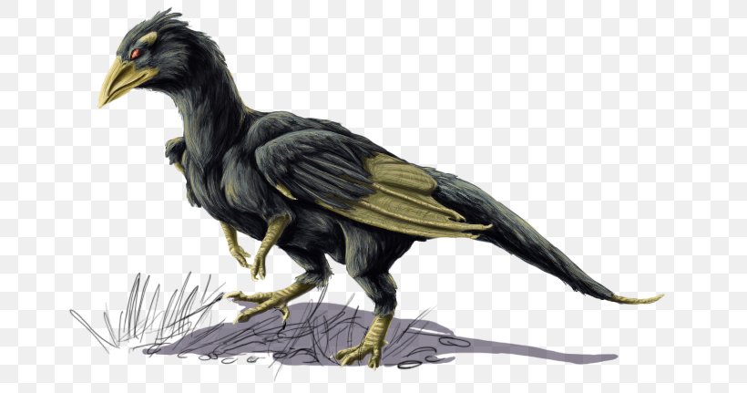Bird Common Raven Beak Feather Vulture, PNG, 710x431px, Bird, Art, Beak, Bird Of Prey, Color Download Free