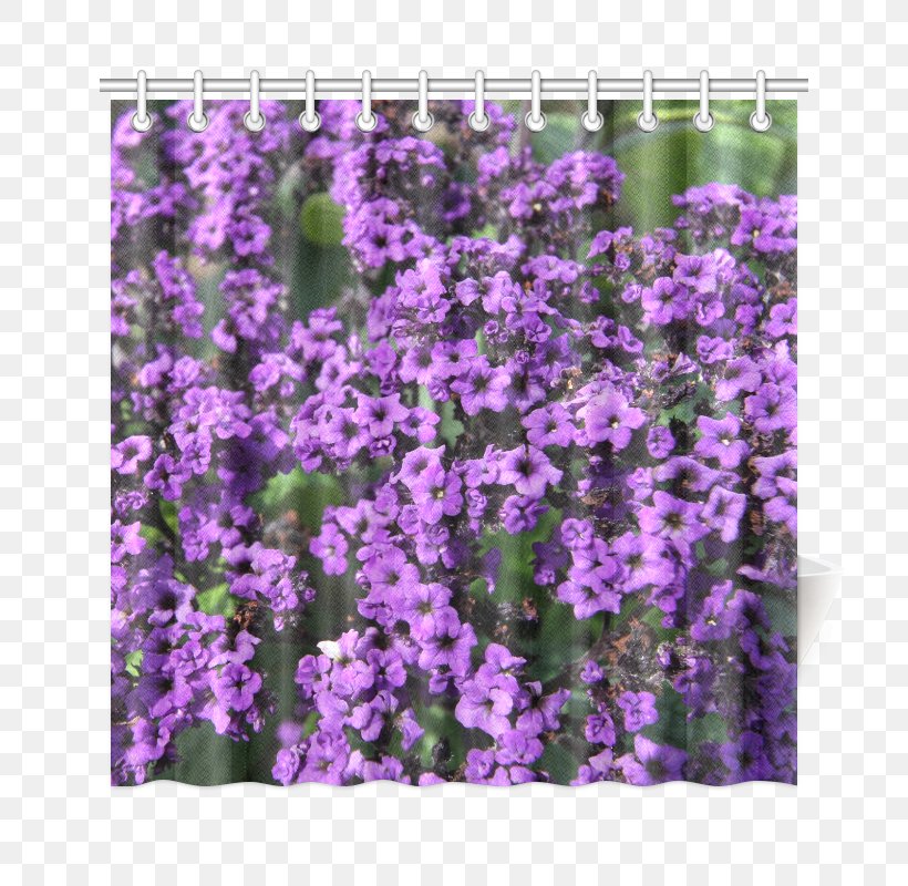 English Lavender Violet Purple Canvas Print Вербена М, PNG, 800x800px, English Lavender, Annual Plant, Aubretia, Aubrieta, Canvas Download Free