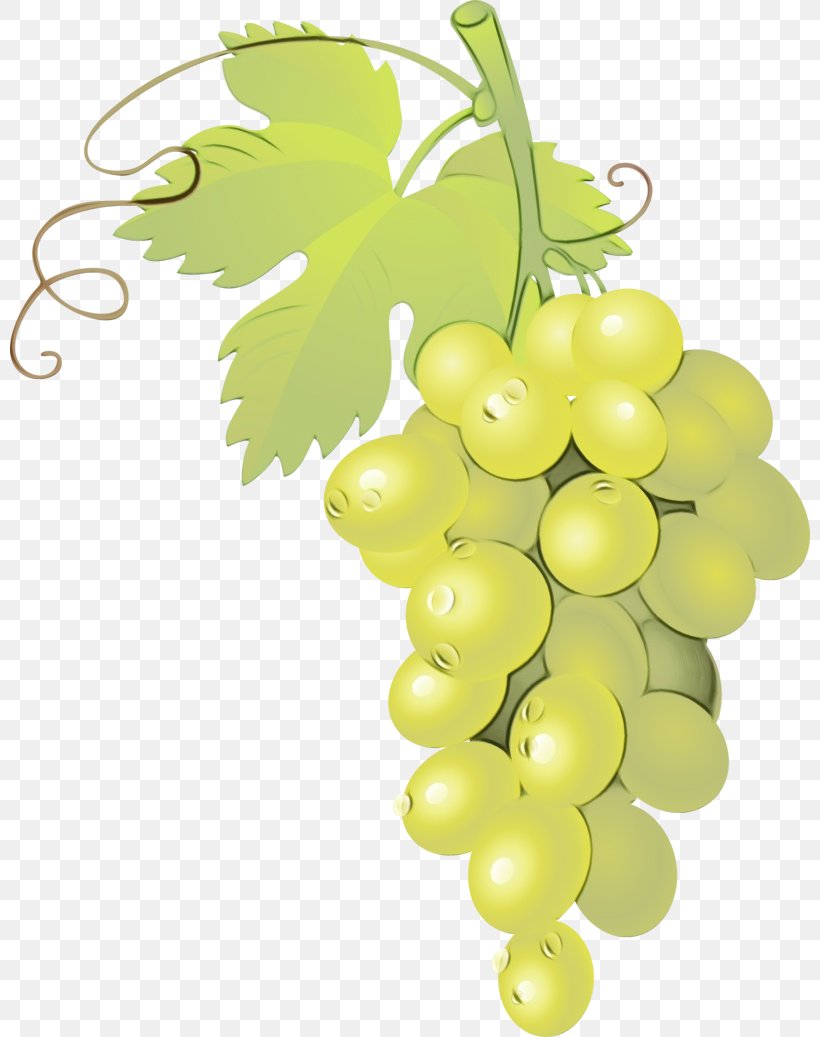 Flower Leaves, PNG, 800x1037px, Grape, Berries, Common Grape Vine, Currant, Flower Download Free