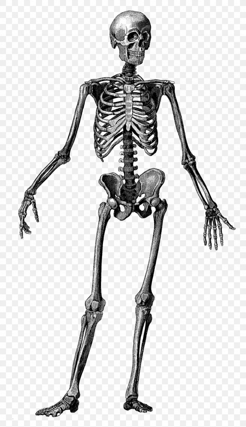 Human Skeleton Human Body Anatomy Bone, PNG, 922x1600px, Human Skeleton, Anatomy, Arm, Black And White, Bone Download Free