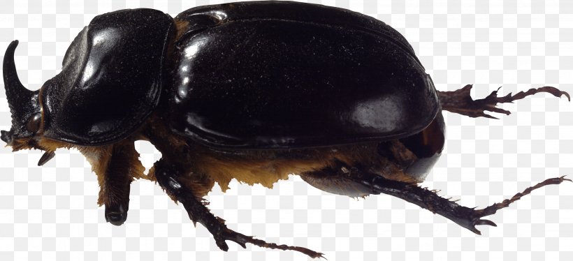 Coffee Borer Beetle Bark Beetle, PNG, 2661x1216px, Beetle, Arthropod, Display Resolution, Dung Beetle, Image Resolution Download Free