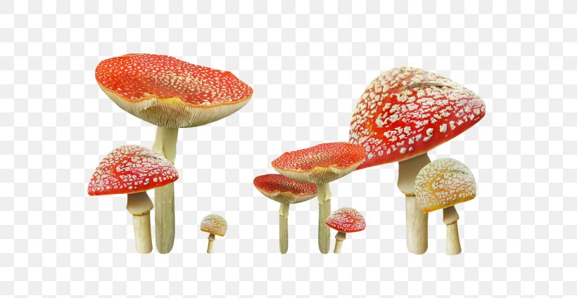 Edible Mushroom Autumn Fungus Common Mushroom, PNG, 600x424px, Mushroom, Autumn, Blog, Chanterelle, Common Mushroom Download Free