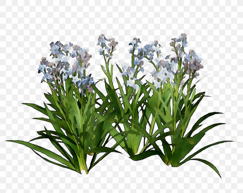 Hyacinth Download Shrub Design, PNG, 1100x876px, Hyacinth, Aquarium Decor, Flag, Flower, Flowering Plant Download Free