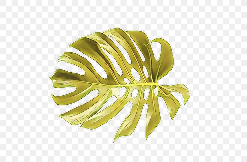 Monstera Deliciosa Green Leaf Yellow Plant, PNG, 540x540px, Cartoon, Alismatales, Arum Family, Flower, Green Download Free