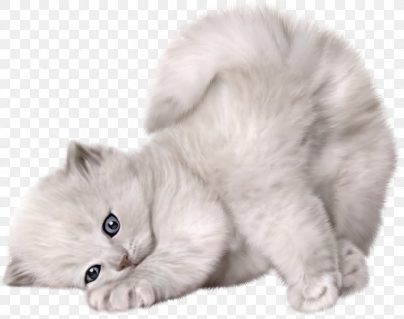Persian Cat Ragdoll Munchkin Cat Maine Coon Turkish Angora, PNG, 1400x1107px, Persian Cat, Animal, Black Cat, British Semi Longhair, Carnivoran Download Free
