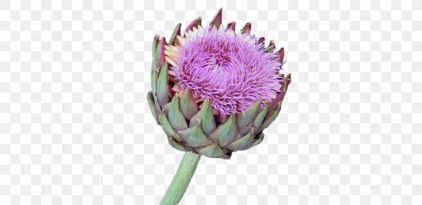 Artichoke Cut Flowers Plant Thistle Cynara, PNG, 1580x770px, Watercolor, Cartoon, Flower, Frame, Heart Download Free