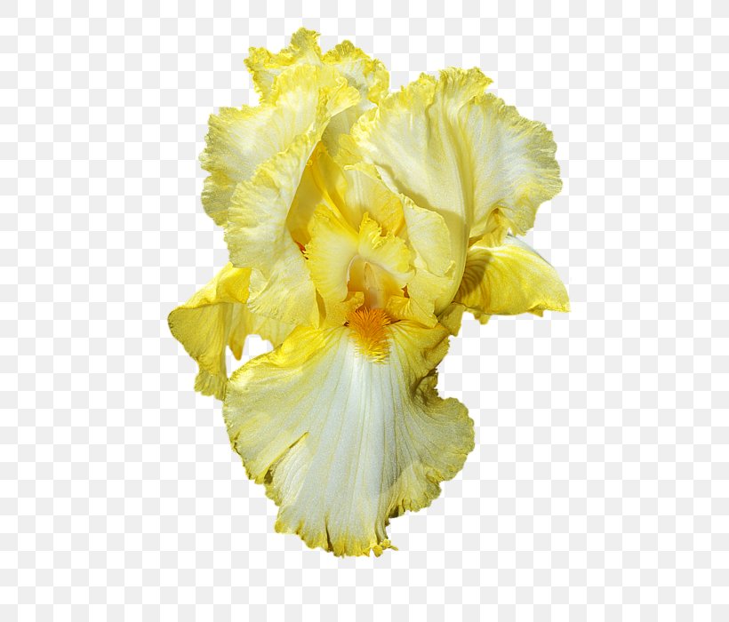 Cut Flowers Petal Grasse Iris Blossoms, PNG, 466x700px, Flower, Cut Flowers, Flowering Plant, Garden, Grasse Download Free