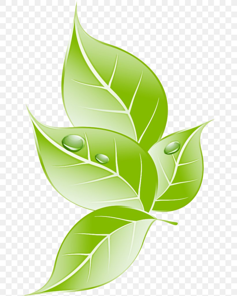 Leaf Green Plant Clip Art Logo, PNG, 674x1024px, Leaf, Flower, Green, Logo, Plant Download Free