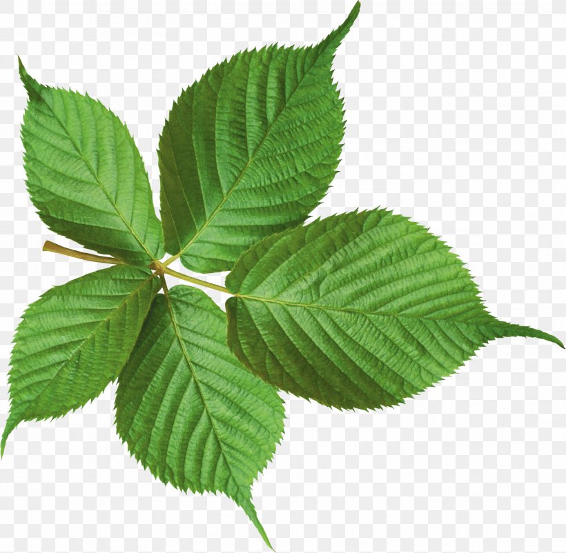 Leaf Green Plant Stem, PNG, 3322x3251px, Leaf, Color, Elm Family, Green, Image File Formats Download Free
