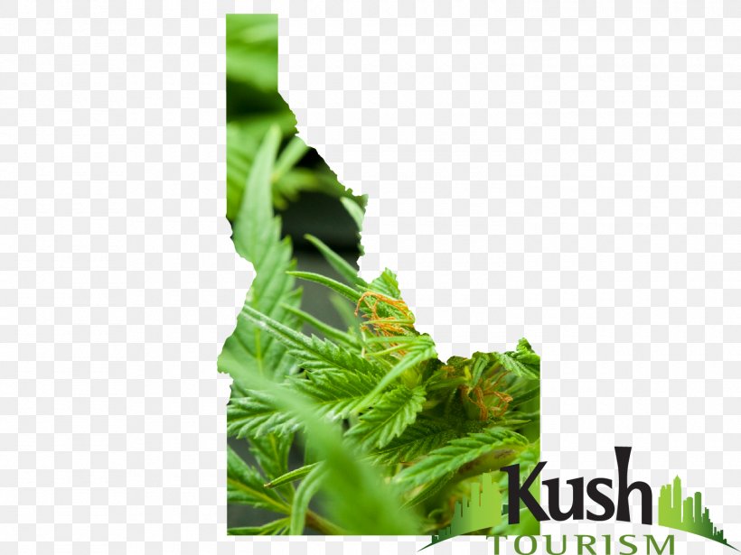 Leaf Greens Herb, PNG, 1500x1125px, Leaf, Grass, Greens, Herb, Leaf Vegetable Download Free