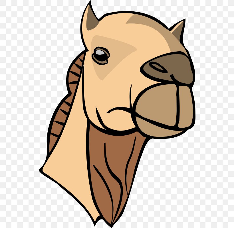 Bactrian Camel Dromedary Camel Face Clip Art, PNG, 800x800px, Bactrian Camel, Big Cats, Camel, Camel Face, Camel Like Mammal Download Free