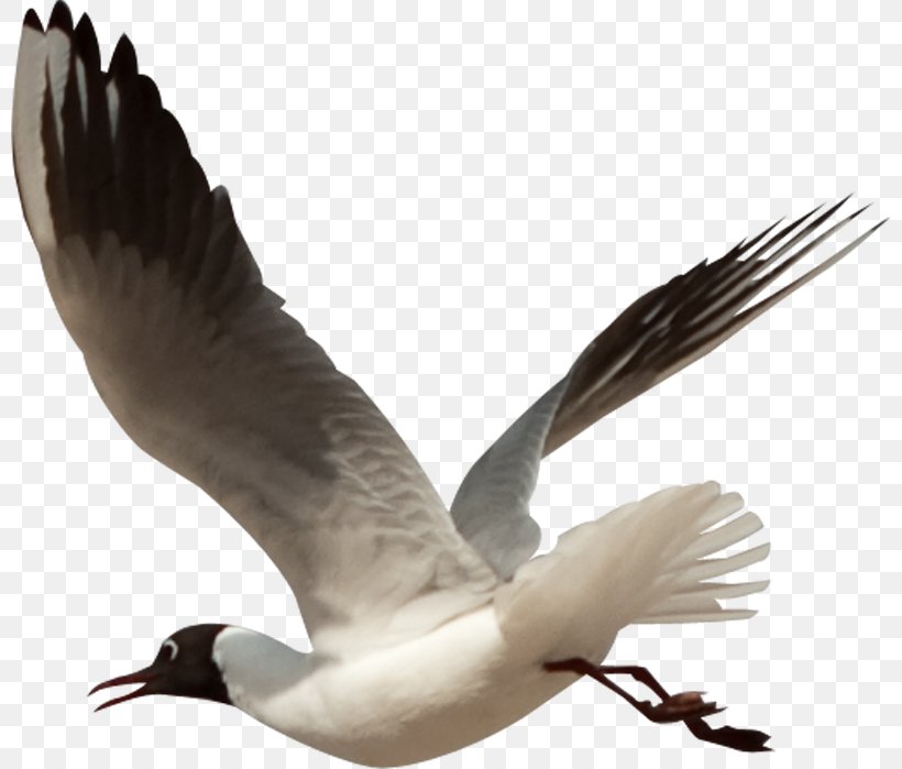 Bird Flight Clip Art, PNG, 800x699px, Bird, Beak, Bird Flight, Charadriiformes, Crane Like Bird Download Free