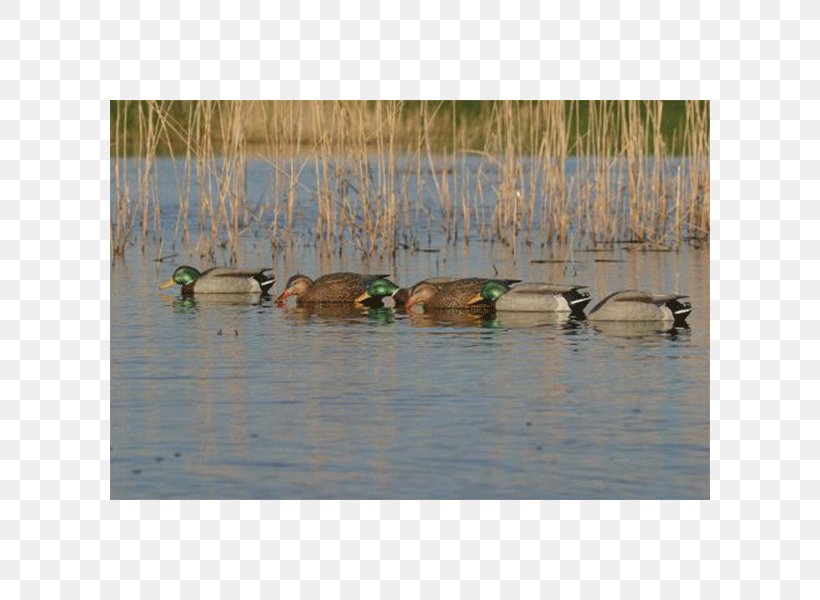 Mallard Duck Decoy Goose Waterfowl, PNG, 600x600px, Mallard, Bayou, Beak, Bird, Decoy Download Free