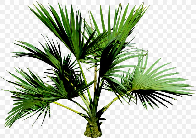 Arecaceae Barringtonia Asiatica, PNG, 900x635px, Arecaceae, Arecales, Barringtonia Asiatica, Borassus Flabellifer, Coconut Download Free