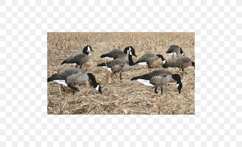 Canada Goose Duck Decoy Hunting, PNG, 500x500px, Goose, Beak, Bird, Canada, Canada Goose Download Free