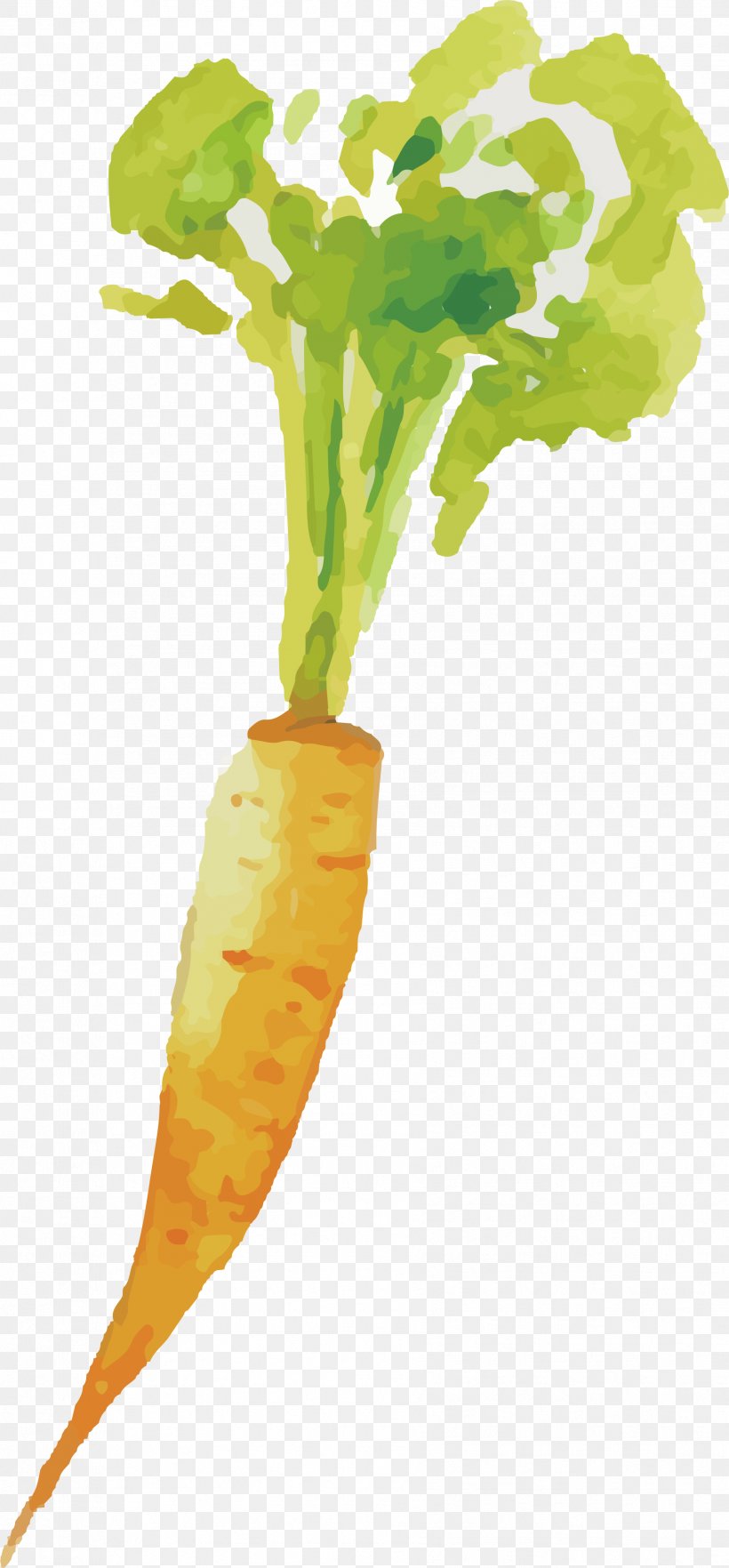Carrot Vegetable, PNG, 1784x3837px, Carrot, Daucus Carota, Drawing, Flower, Food Download Free