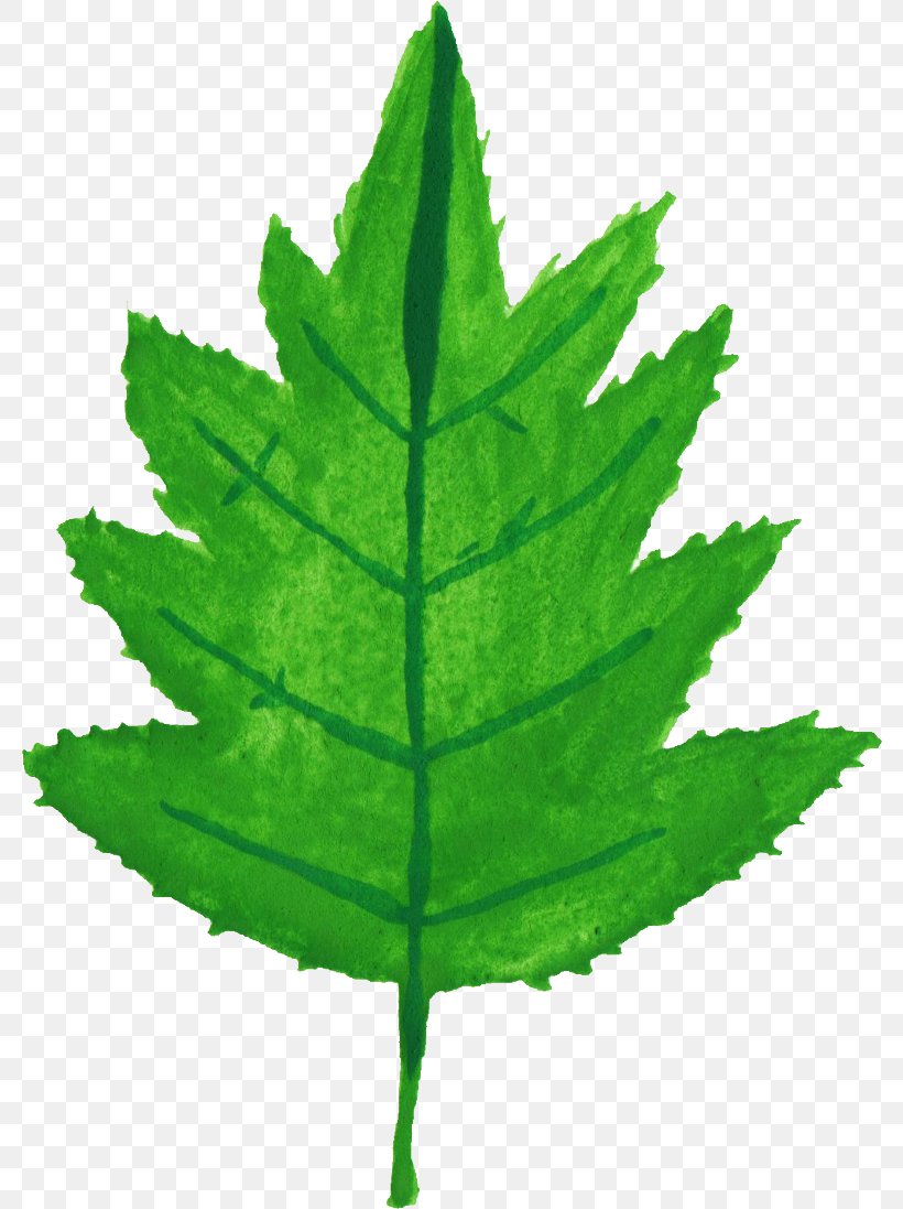 Leaf Watercolor Painting Plant Stem, PNG, 782x1097px, Leaf, Autumn, Autumn Leaf Color, Google Search, Plant Download Free