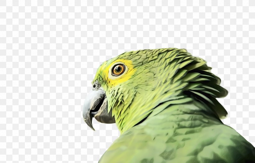 Colorful Background, PNG, 2492x1604px, Parrot, Adaptation, Beak, Bird, Budgie Download Free