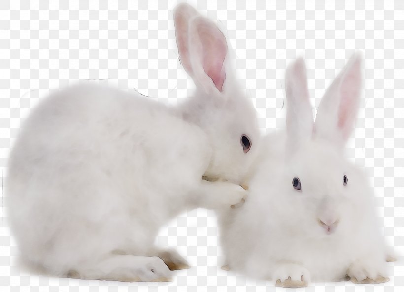 Domestic Rabbit Hare Whiskers, PNG, 1839x1330px, Domestic Rabbit, Animal Figure, Arctic Hare, Ear, Easter Bunny Download Free