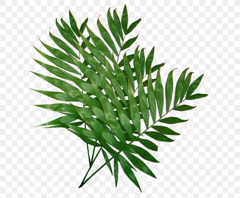 Palm Trees Leaf Clip Art Trees And Leaves, PNG, 658x677px, Palm Trees, Arecales, Borders And Frames, Branch, Flowerpot Download Free