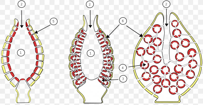 Sponge Asexual Reproduction Budding Spongia Officinalis, PNG, 1024x533px, Sponge, Animal, Asexual Reproduction, Biology, Body Jewelry Download Free