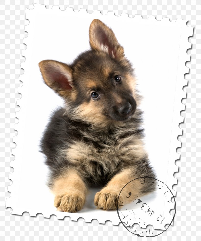 Old German Shepherd Dog Puppy Malinois Dog Rottweiler, PNG, 1155x1383px, German Shepherd, Animal, Breed, Carnivoran, Coat Download Free