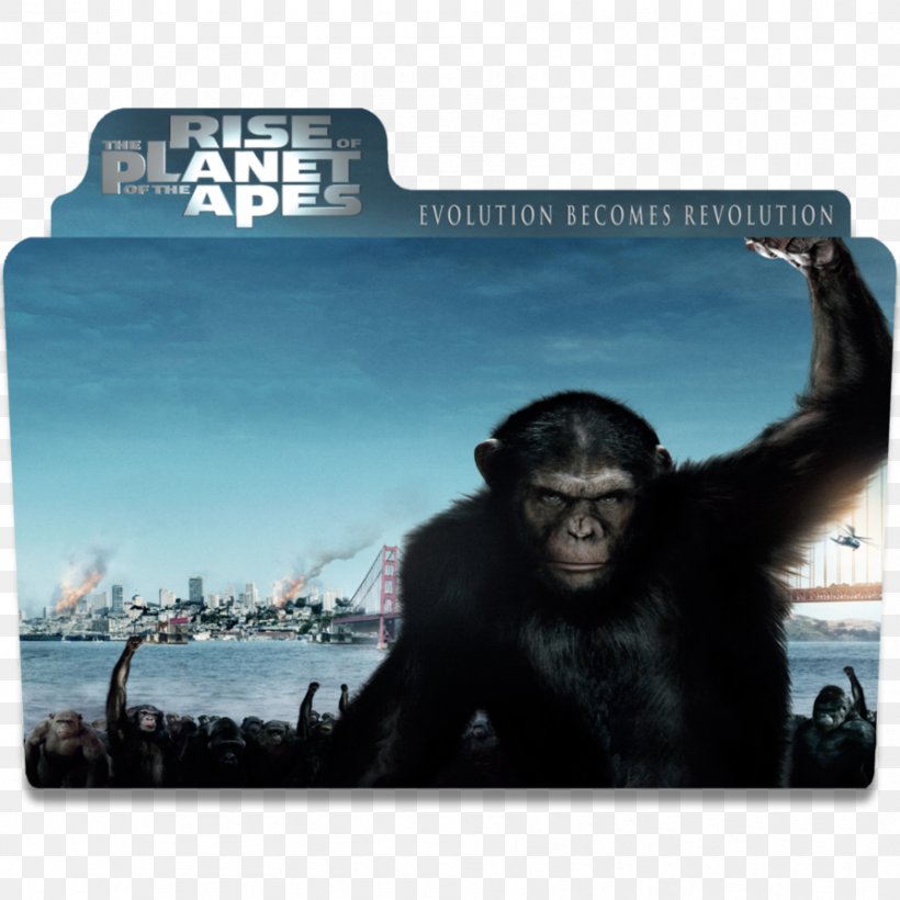 Planet Of The Apes Koba Film Reboot, PNG, 894x894px, Ape, Andy Serkis, Chimpanzee, Common Chimpanzee, Dawn Of The Planet Of The Apes Download Free