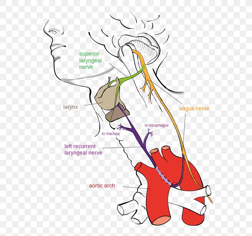 Vagus Nerve Recurrent Laryngeal Nerve Larynx Superior Laryngeal Nerve, PNG, 593x768px, Watercolor, Cartoon, Flower, Frame, Heart Download Free