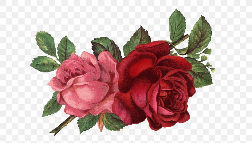 Vector Graphics Clip Art Rose Image Download, PNG, 666x466px, Rose, Artificial Flower, Cut Flowers, Floral Design, Floribunda Download Free