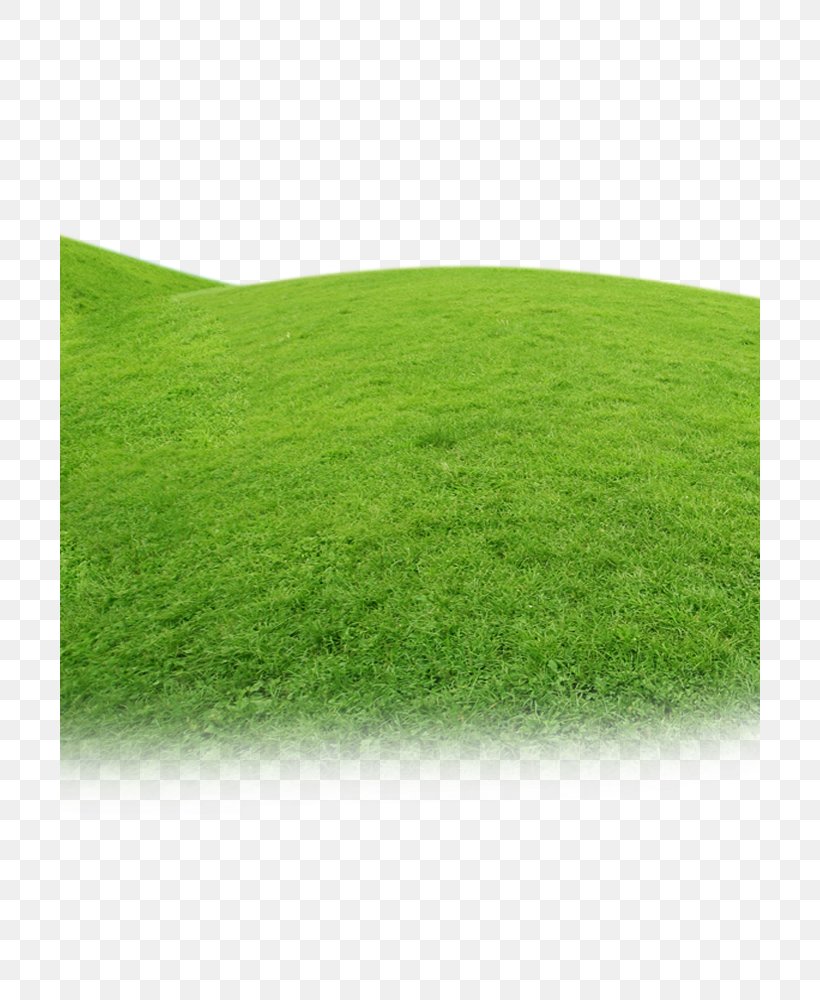 Artificial Turf Meadow Green Grasses Family, PNG, 700x1000px, Artificial Turf, Family, Grass, Grass Family, Grasses Download Free