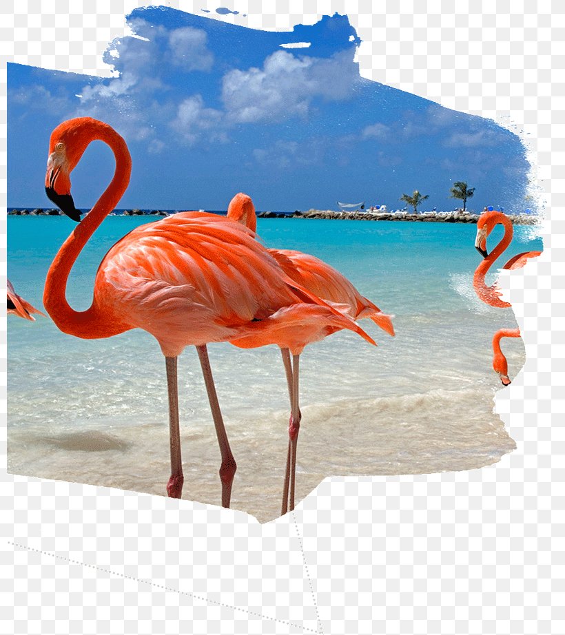 Aruba Castaway Cay ABC Islands Flight Travel, PNG, 800x922px, Aruba, Abc Islands, Airline Ticket, Bahamas, Beak Download Free