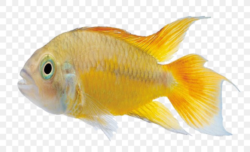 Carassius Auratus Marine Biology Tropical Fish, PNG, 775x500px, Carassius Auratus, Aquarium, Bony Fish, Color, Coral Reef Fish Download Free