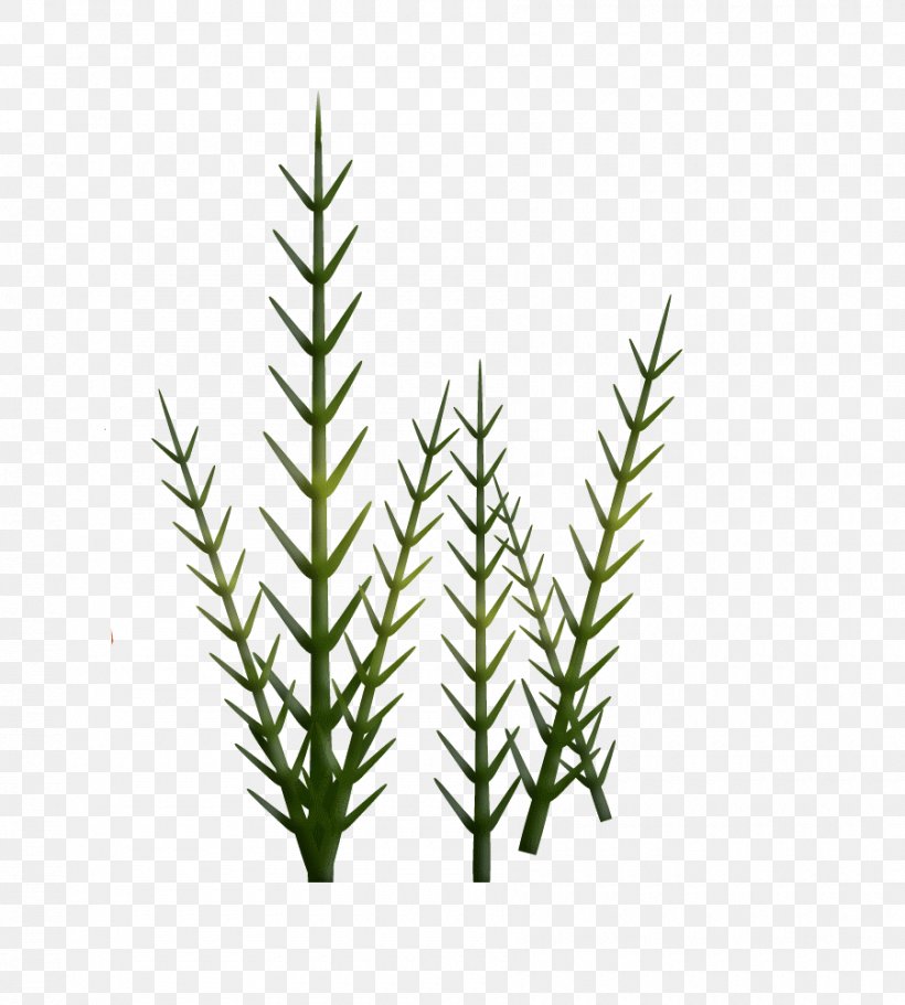 Fir Spruce Equisetum Grasses Herb, PNG, 900x1000px, Fir, Commodity, Equisetum, Evergreen, Family Download Free