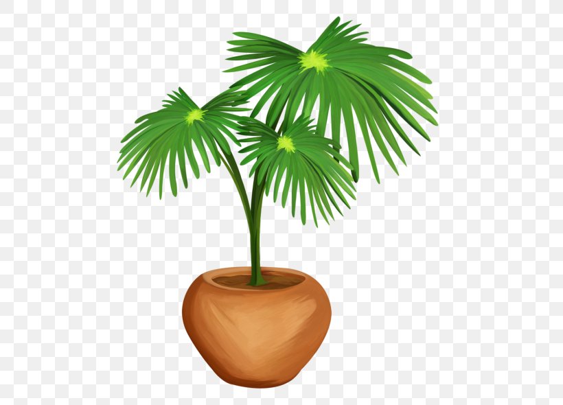 Arecaceae Asian Palmyra Palm Woody Plant Tree, PNG, 500x590px, Arecaceae, Arecales, Asian Palmyra Palm, Borassus, Borassus Flabellifer Download Free