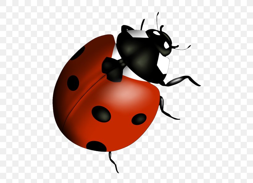 Beetle Lady Bird Clip Art, PNG, 541x593px, Beetle, Arthropod, Fruit, Insect, Invertebrate Download Free