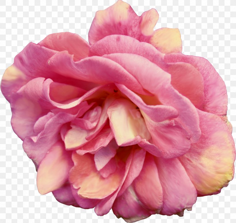 Centifolia Roses Flower Bouquet Garden Roses Rosaceae, PNG, 1200x1134px, Centifolia Roses, Camellia, Cut Flowers, Digital Image, Floral Design Download Free