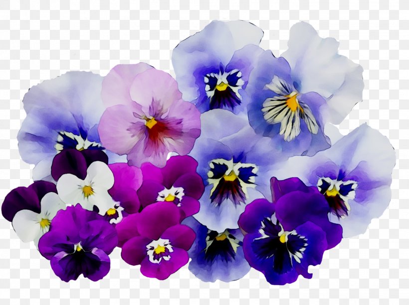 Pansy, PNG, 1446x1082px, Pansy, Cattleya, Flower, Flowering Plant, Petal Download Free