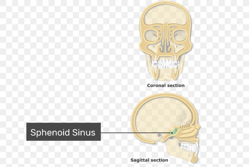 Paranasal Sinuses Ethmoid Sinus Ethmoid Bone Nasal Cavity, PNG, 770x550px, Paranasal Sinuses, Bone, Ear, Ethmoid Bone, Ethmoid Sinus Download Free