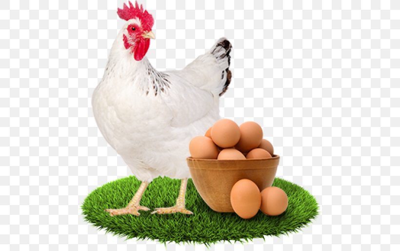 Chicken Egg Stock Photography Poultry Fowl, PNG, 500x514px, Chicken, Beak, Bird, Egg, Eggshell Download Free