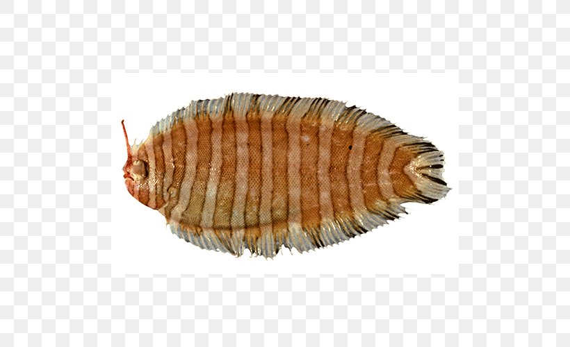 Isopods Terrestrial Animal Fish, PNG, 500x500px, Isopods, Animal, Animal Source Foods, Fauna, Fish Download Free