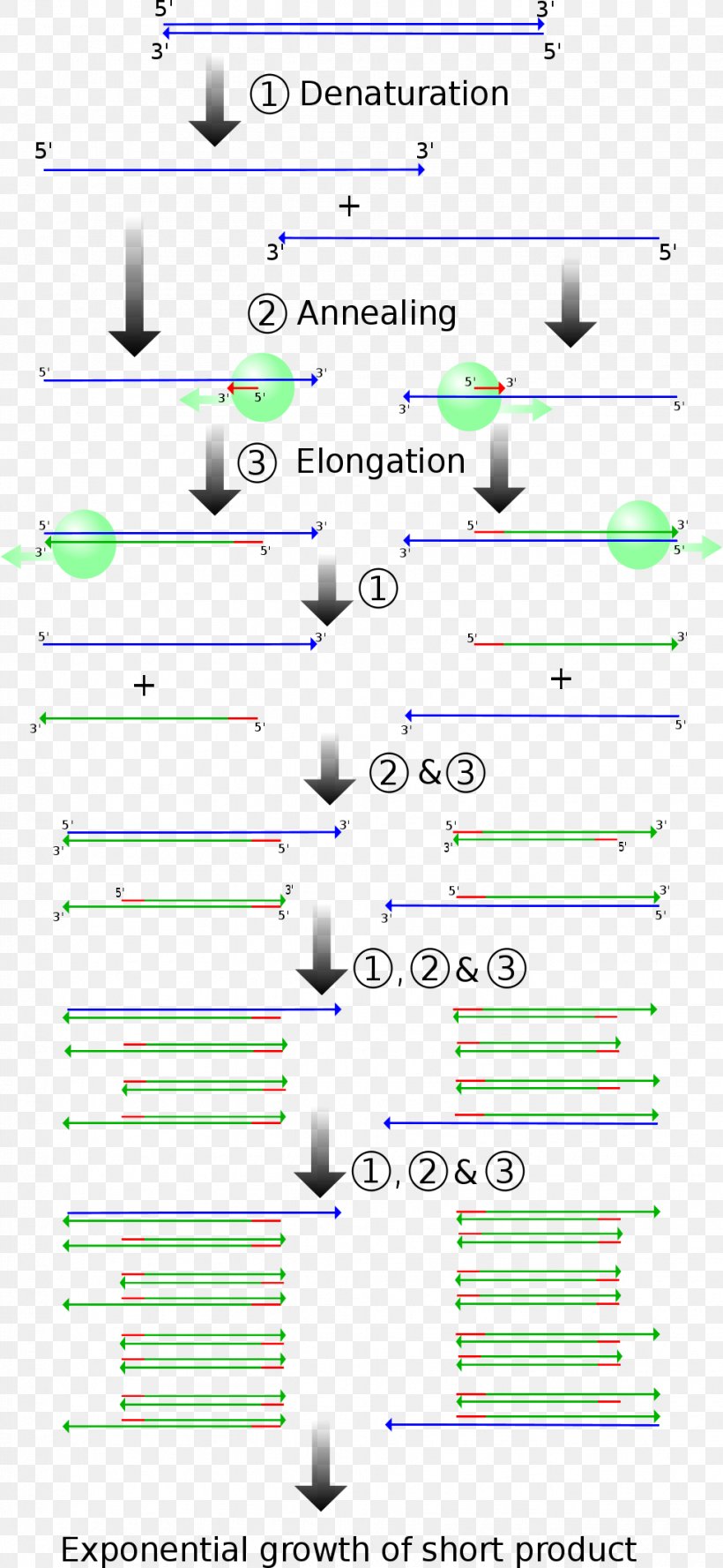 Real-time Polymerase Chain Reaction Molecular Genetics, PNG, 976x2116px, Polymerase Chain Reaction, Area, Biology, Biotechnology, Cloning Download Free