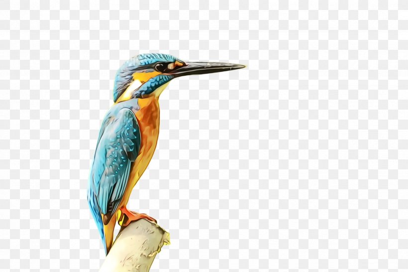 Watercolor Background, PNG, 2448x1632px, Watercolor, Beak, Belted Kingfisher, Bird, Bird Feeders Download Free