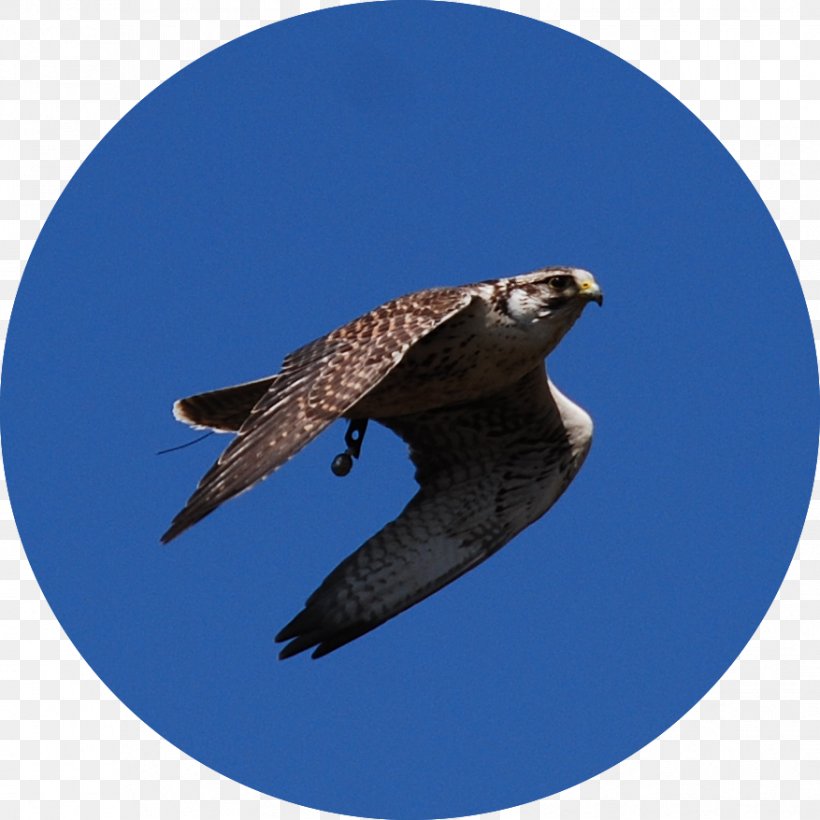 Hawk Buzzard Eagle Fauna Beak, PNG, 877x878px, Hawk, Accipitriformes, Beak, Bird, Bird Of Prey Download Free