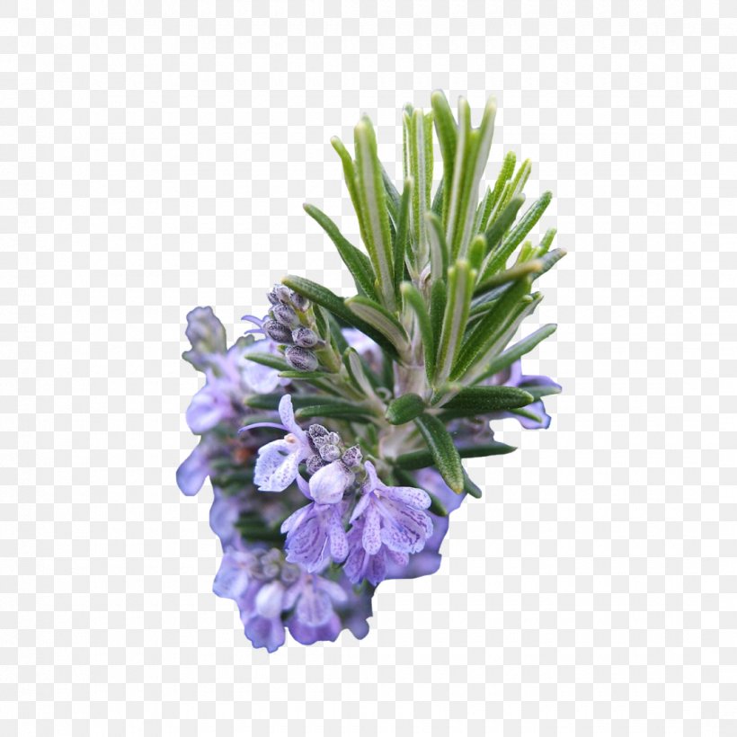 Herb Seed You, Unstuck, PNG, 1080x1080px, Herb, Book, English Lavender, Essential Oil, Extract Download Free