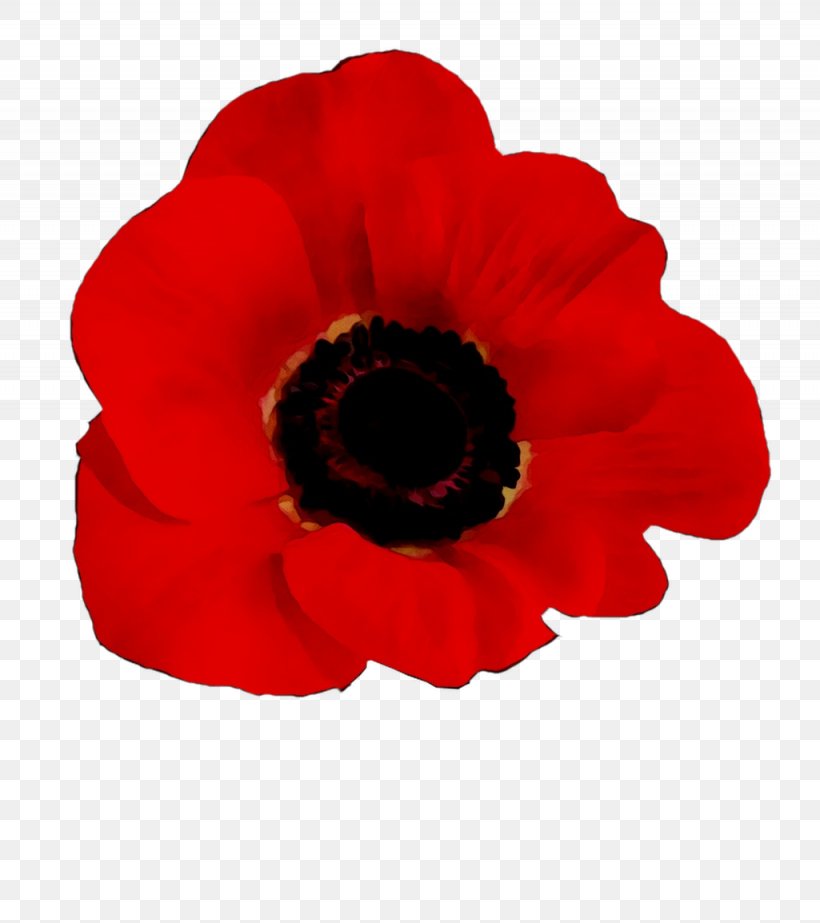 Poppy World War I Catrina Turner, Registered Massage Therapist Car Care Direct Image, PNG, 1025x1154px, Poppy, Anemone, Coquelicot, Corn Poppy, Flower Download Free