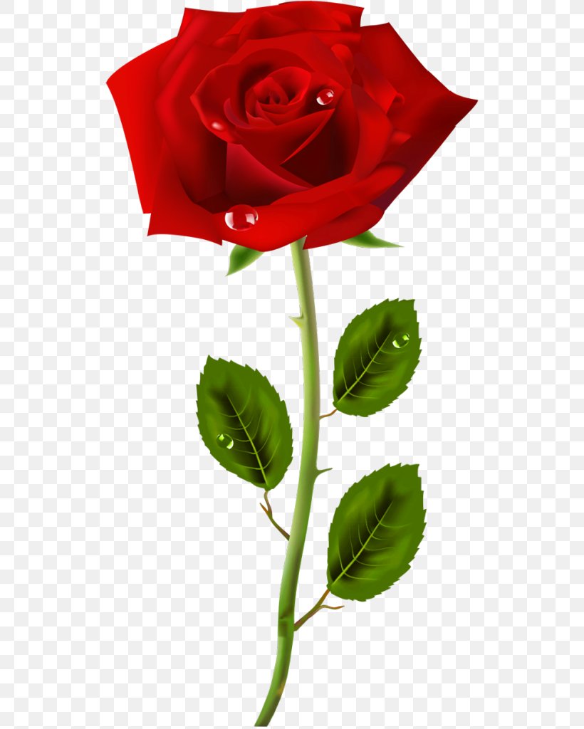 Rose Clip Art, PNG, 534x1024px, Rose, China Rose, Cut Flowers, Document, Floribunda Download Free