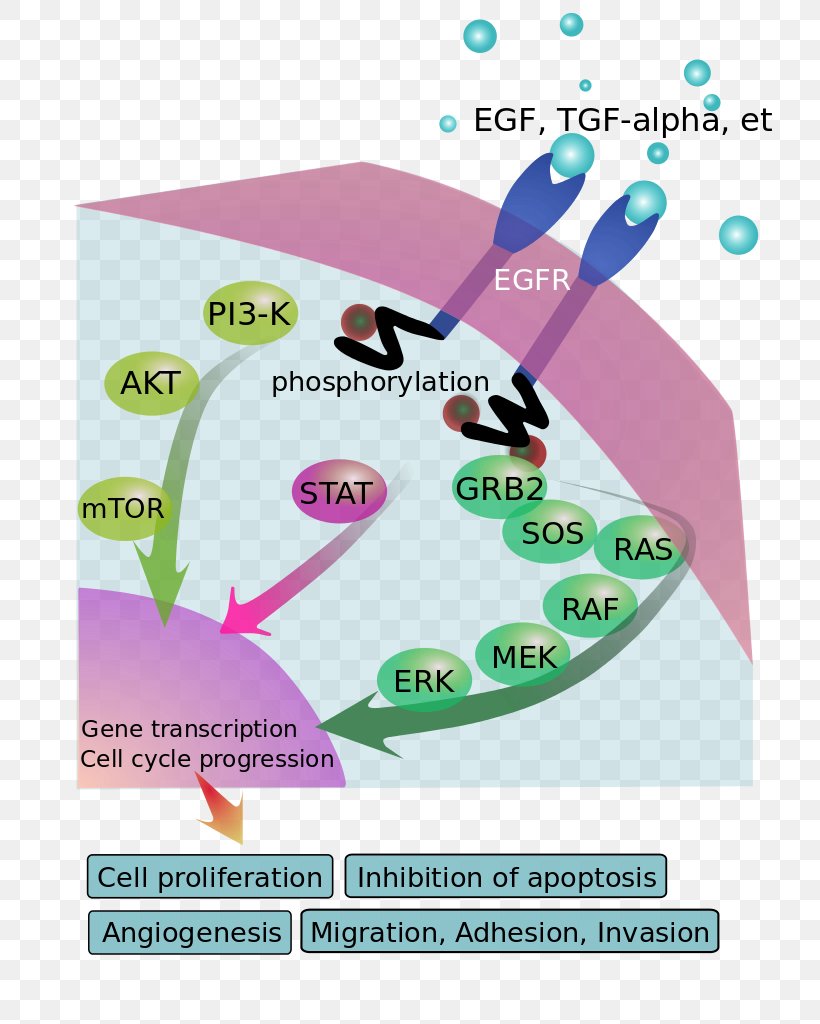 Epidermal Growth Factor Receptor Signal Transduction, PNG, 724x1024px ...