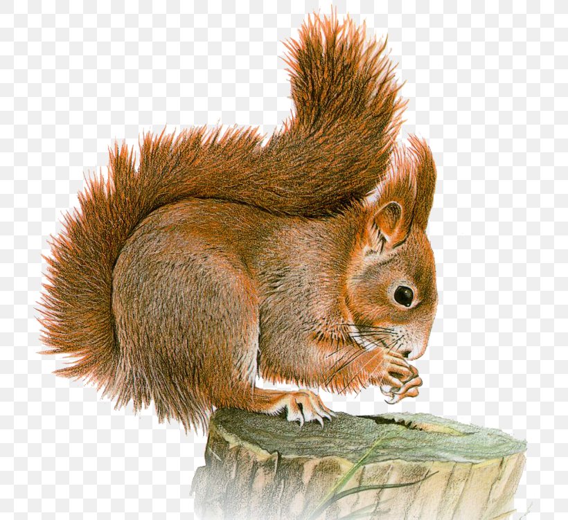 Eastern Gray Squirrel Red Squirrel Clip Art, PNG, 726x751px, Eastern Gray Squirrel, Fauna, Fox Squirrel, Fur, Image File Formats Download Free