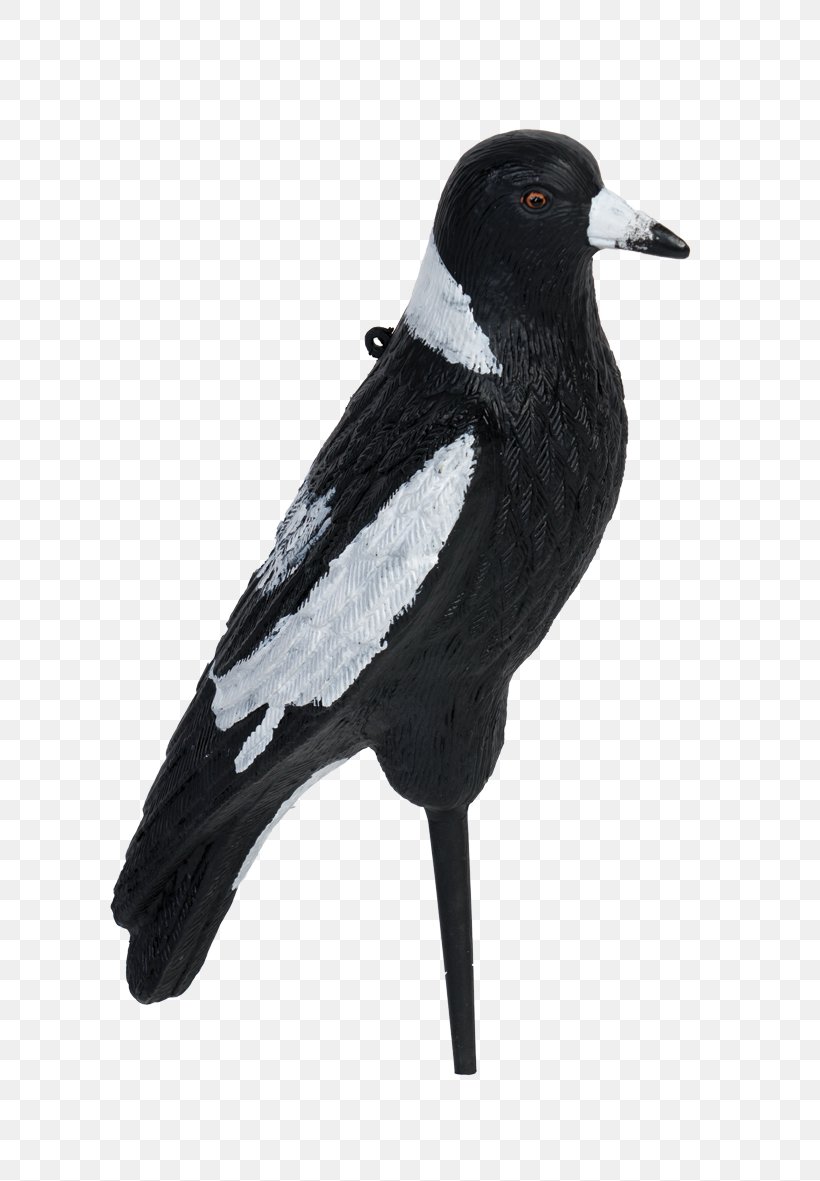 Eurasian Magpie Beak Feather, PNG, 787x1181px, Eurasian Magpie, Beak, Bird, Crow, Crow Like Bird Download Free