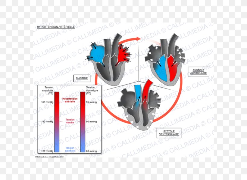 Systole Hypertension Heart Diastole Cardiology, PNG, 600x600px, Systole, Artery, Blood, Brand, Cardiac Cycle Download Free